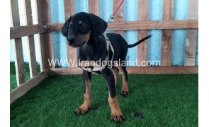 --doberman-101_2