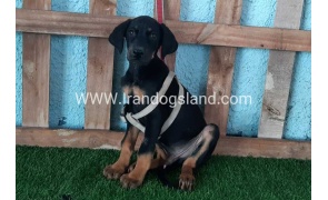 --doberman-102_5