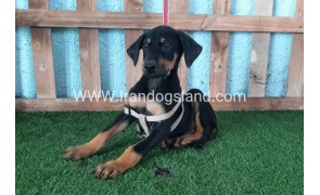 --doberman-103_2