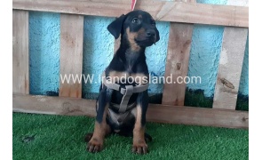 --doberman-104_4
