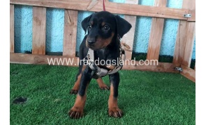 --doberman-105_2