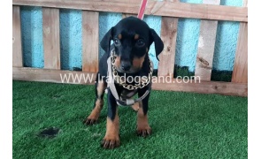 --doberman-107_1