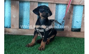 --doberman-108_3