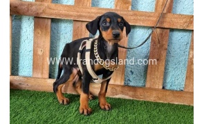 --doberman-109_6