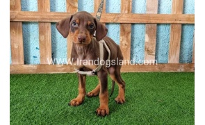 --doberman-110_1