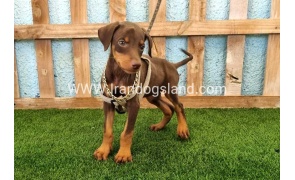 --doberman-115_11