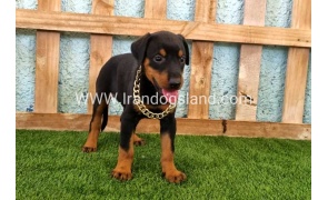 --doberman-116_8