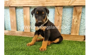 --doberman-117_11