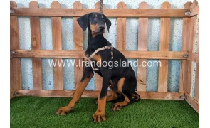 --doberman-118_15