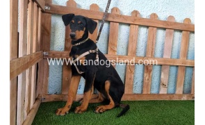 --doberman-119_7