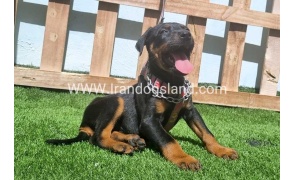 --doberman-128_2