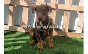 --doberman-129_1