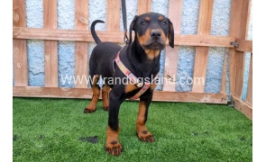 --doberman-130_7