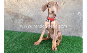 --doberman-32_1