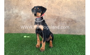 --doberman-33_11