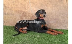 --doberman-34_8