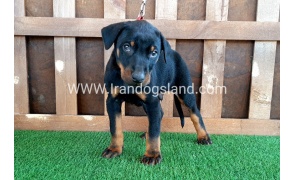 --doberman-35_11