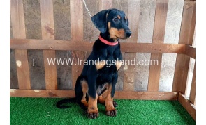 --doberman-36_11
