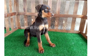 --doberman-37_12