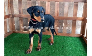 --doberman-38_10