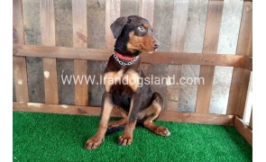 --doberman-39_1