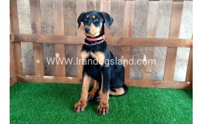--doberman-40_6