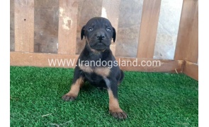 --doberman-41_9