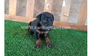 --doberman-43_5