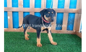 --doberman-47_5