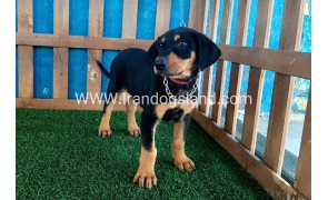 --doberman-49_4