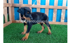 --doberman-50_2