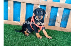 --doberman-54_3