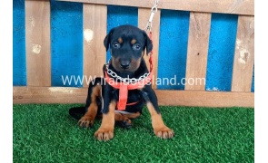 --doberman-55_5