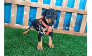 --doberman-56_7