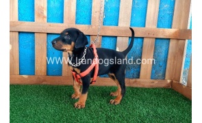 --doberman-57_4