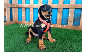 --doberman-58_12