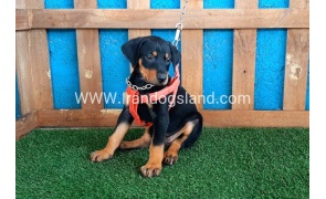 --doberman-59_4