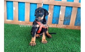 --doberman-60_5