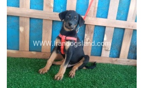--doberman-61_2