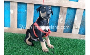 --doberman-62_5