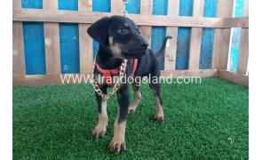 --doberman-63_2