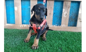 --doberman-64_9