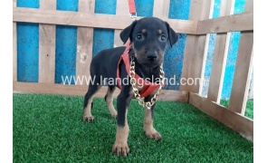 --doberman-65_1