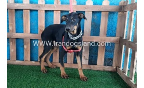 --doberman-66_12