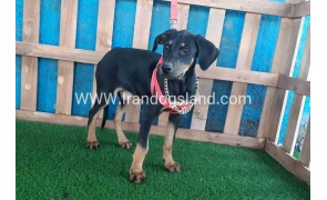 --doberman-67_1