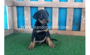 --doberman-68_5