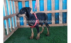 --doberman-73_8