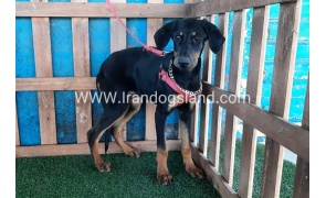 --doberman-74_3