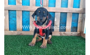 --doberman-75_9