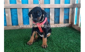 --doberman-76_3